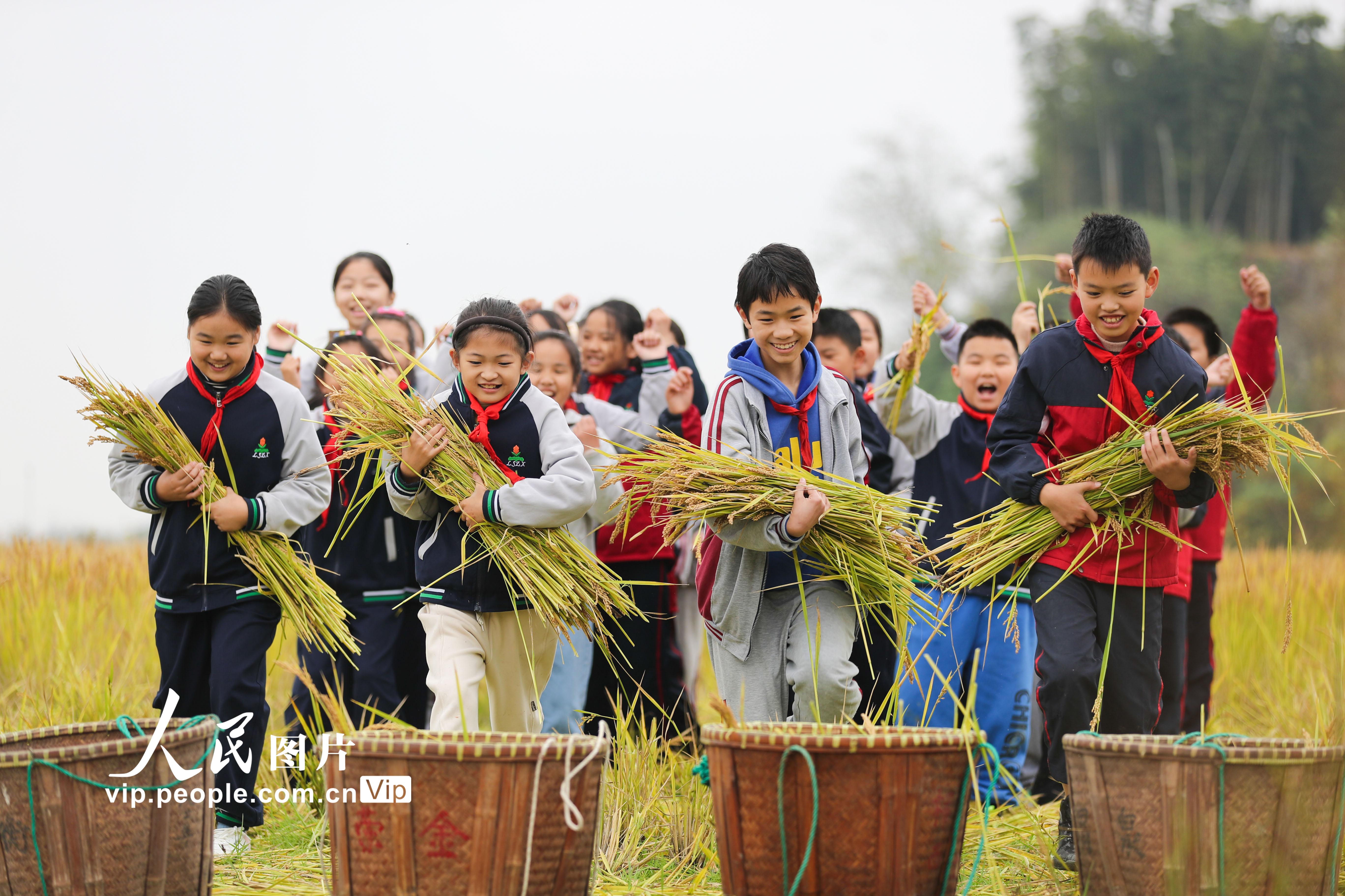 AYX SPORTS-包含果园采摘运动会，结合采摘乐趣的休闲运动的词条