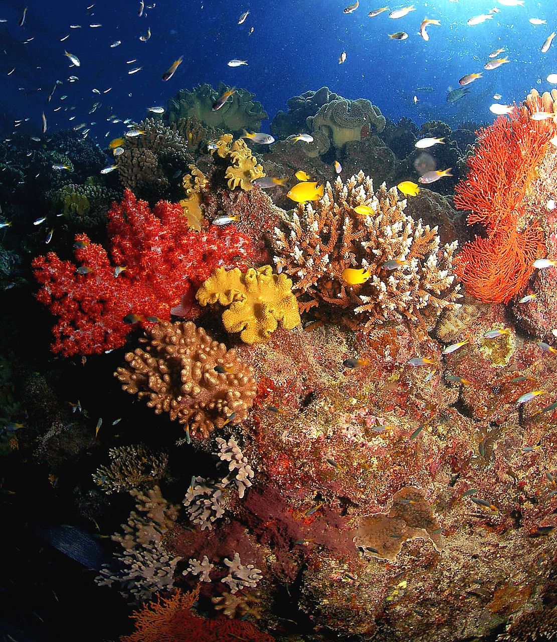 爱游戏娱乐网址-海底珊瑚礁潜水赛，探索海洋中的奇妙世界的简单介绍