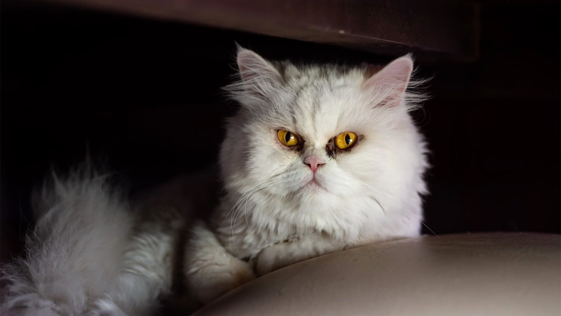 _都市骑行节:倡导绿色出行新风尚_,骑行发现城市之美