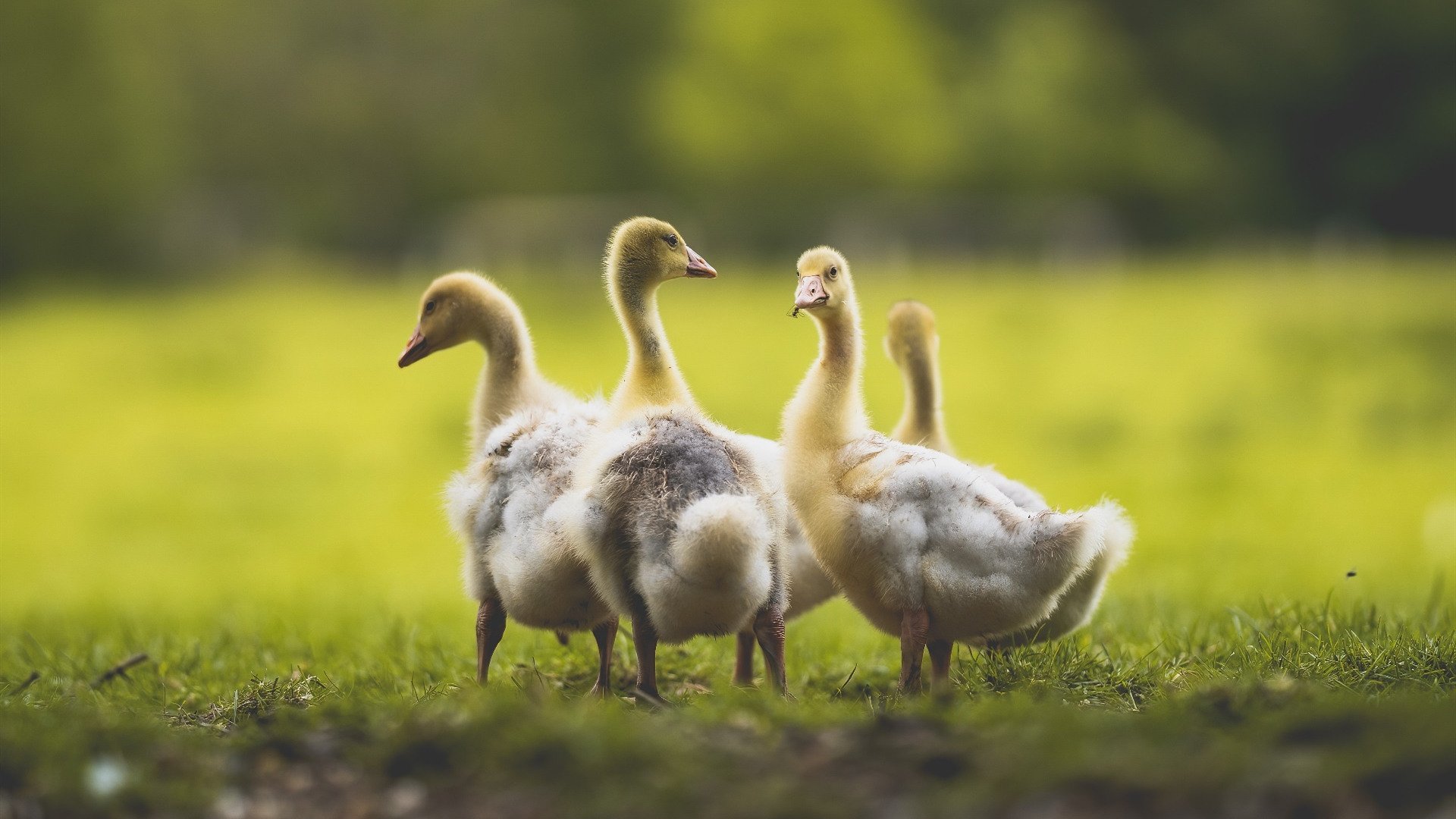 中国足球社会化服务体系逐步建立,惠及全民群众,中国足球整体改革方案