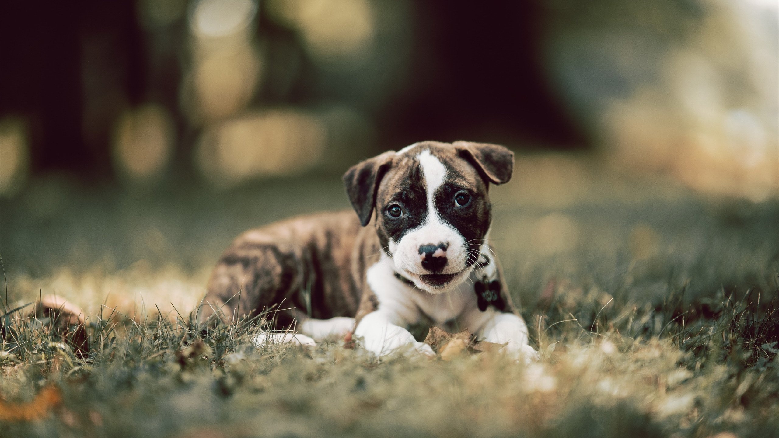 AYX体育官网-特色“足球+文化+教育”融合发展试验区在全国多个城市试点，打造足球特色学校