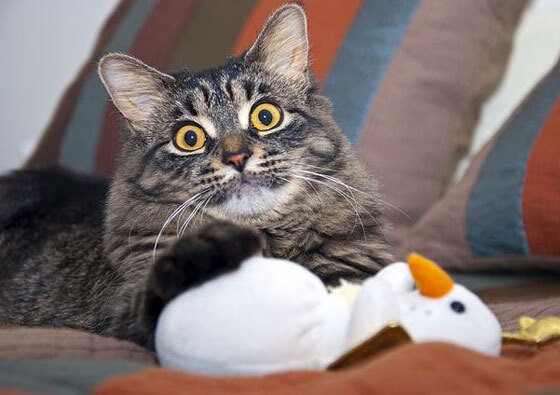 AYX体育官网-EDG战队训练营全力备战，edg训练室