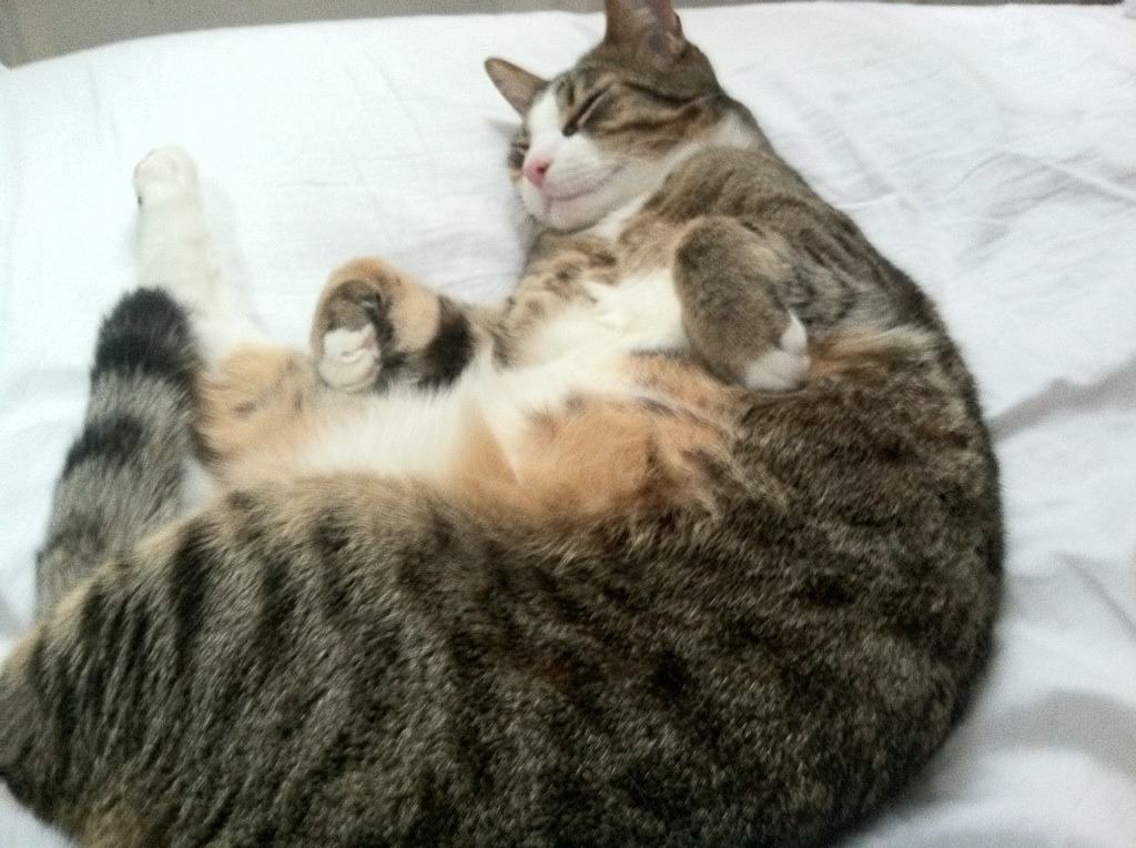 克罗地亚队在巴黎奥运会手球比赛中多次通过二次进攻得分,克罗地亚奥运冠军