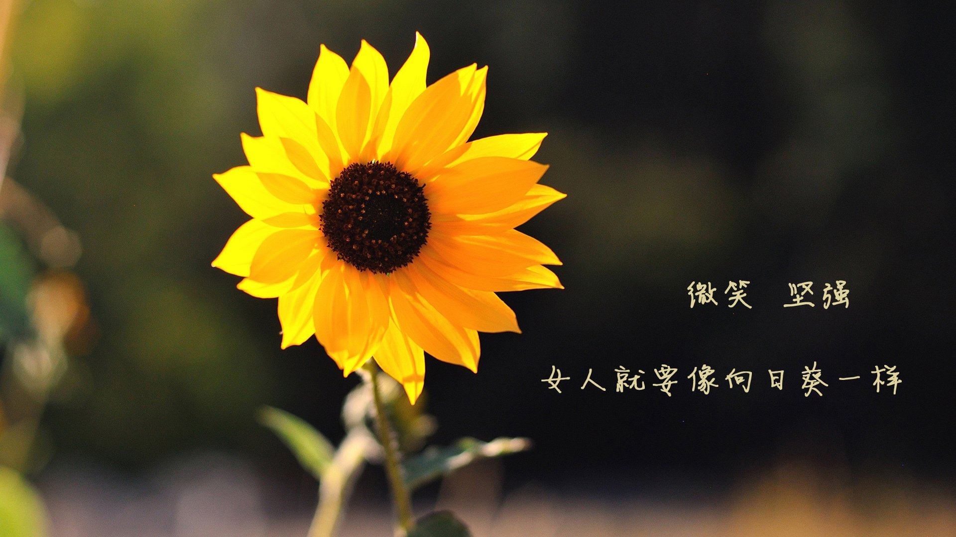 爱游戏体育（AYX）官方APP下载-意大利足球比赛倒计时，球迷期待激动人心，意大利足球今年