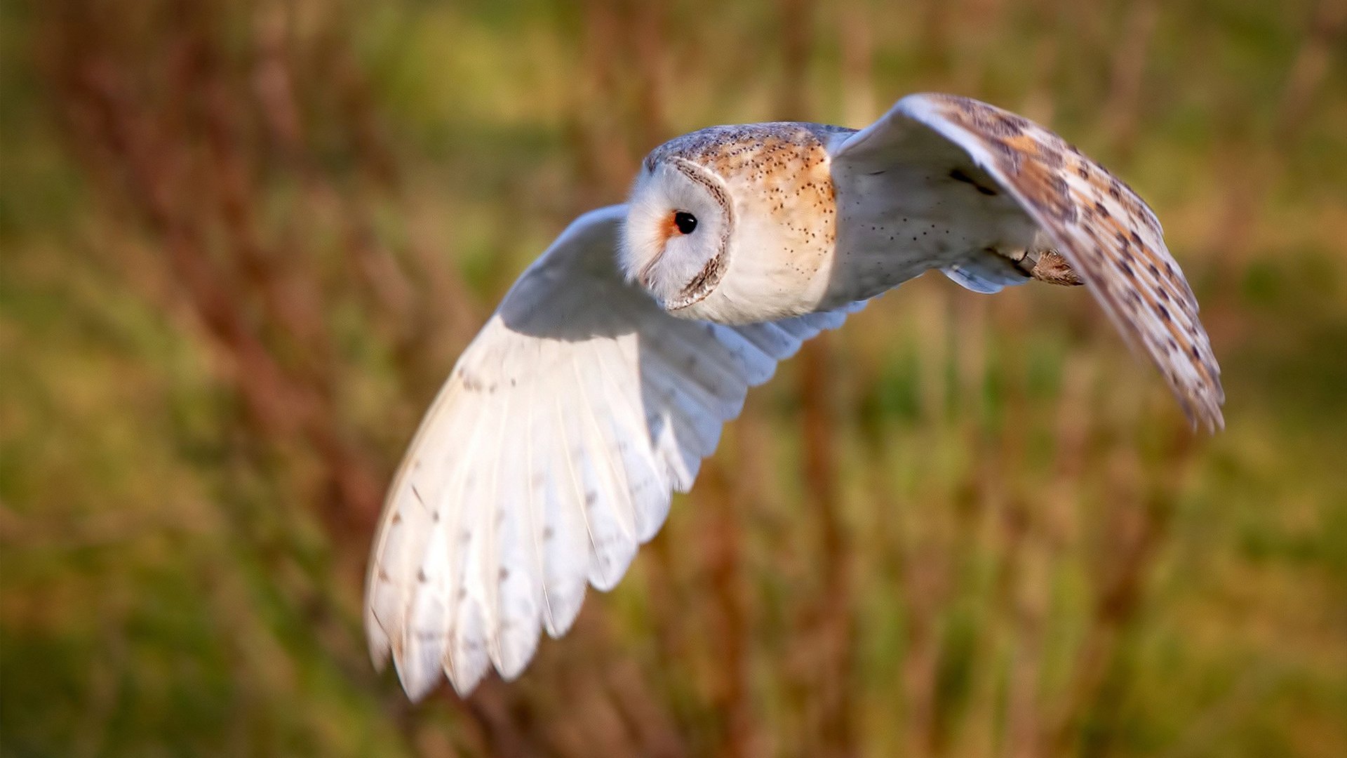 格拉纳达门将表现神勇,连续多场零封对手,格拉纳达足球队最新新闻