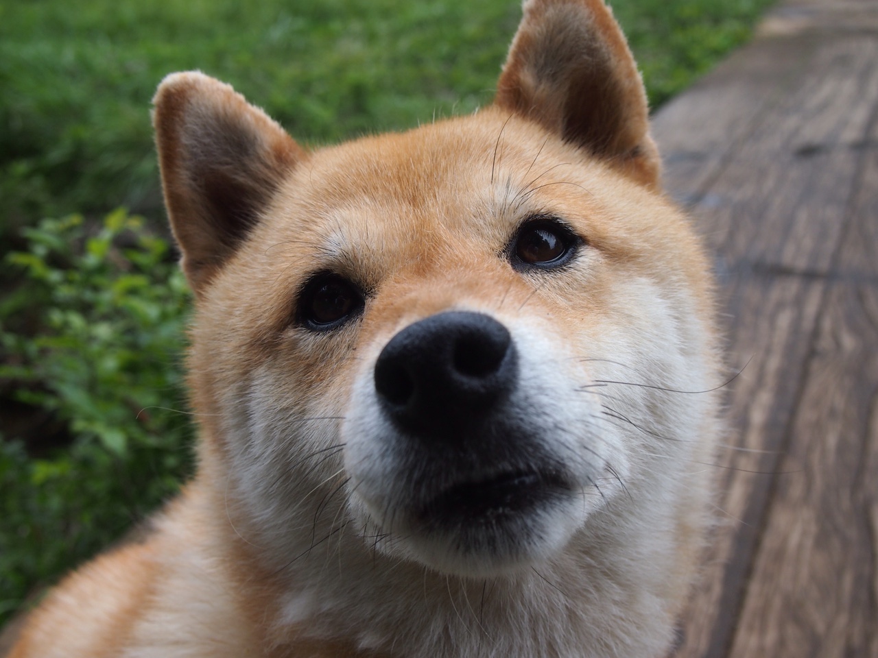 爱游戏平台-热那亚前锋成功破门，帮助球队取得重要分，热那亚主场