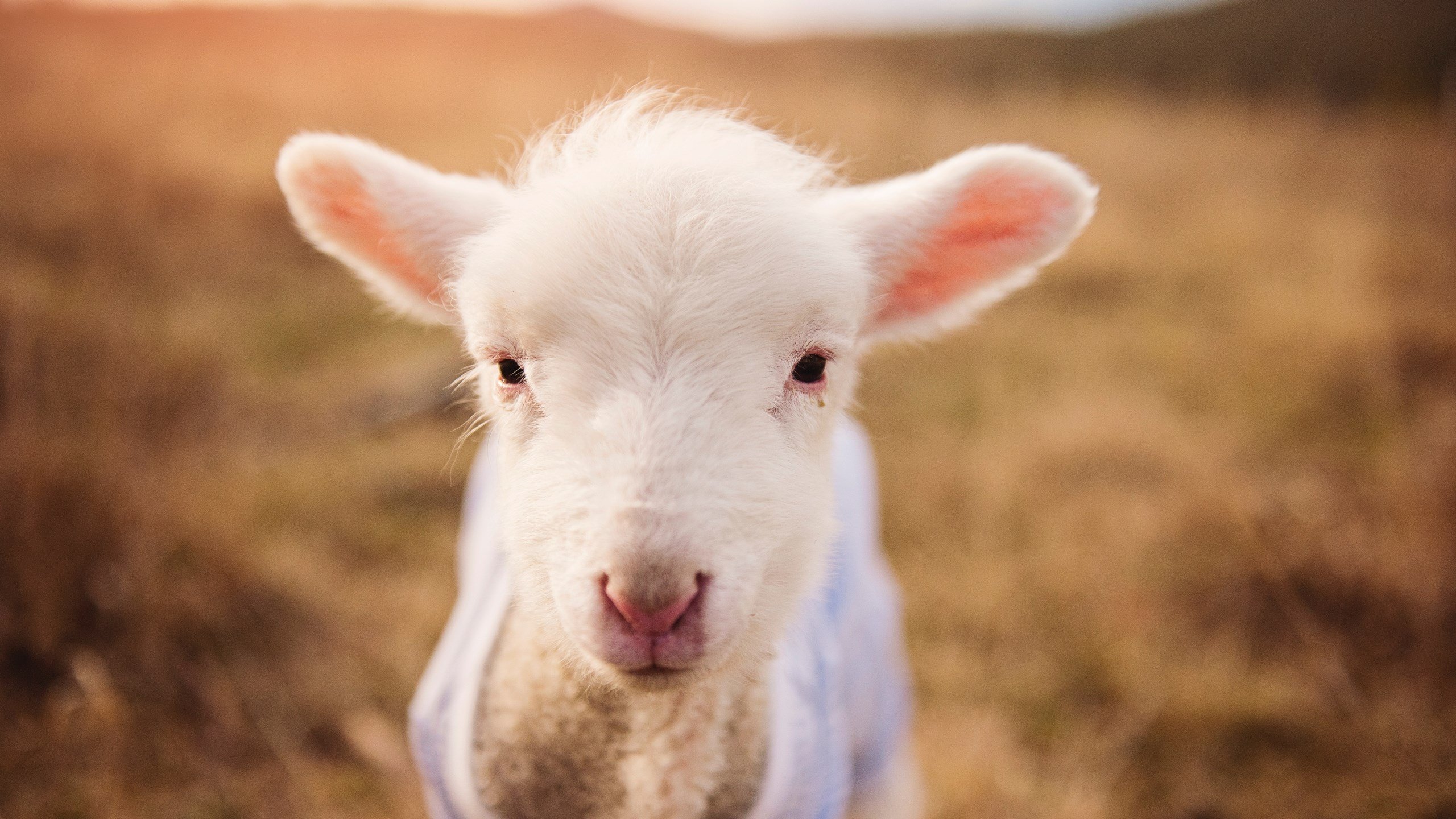 生力啤酒人主帅强调团队协作,生力啤酒是哪里的品牌
