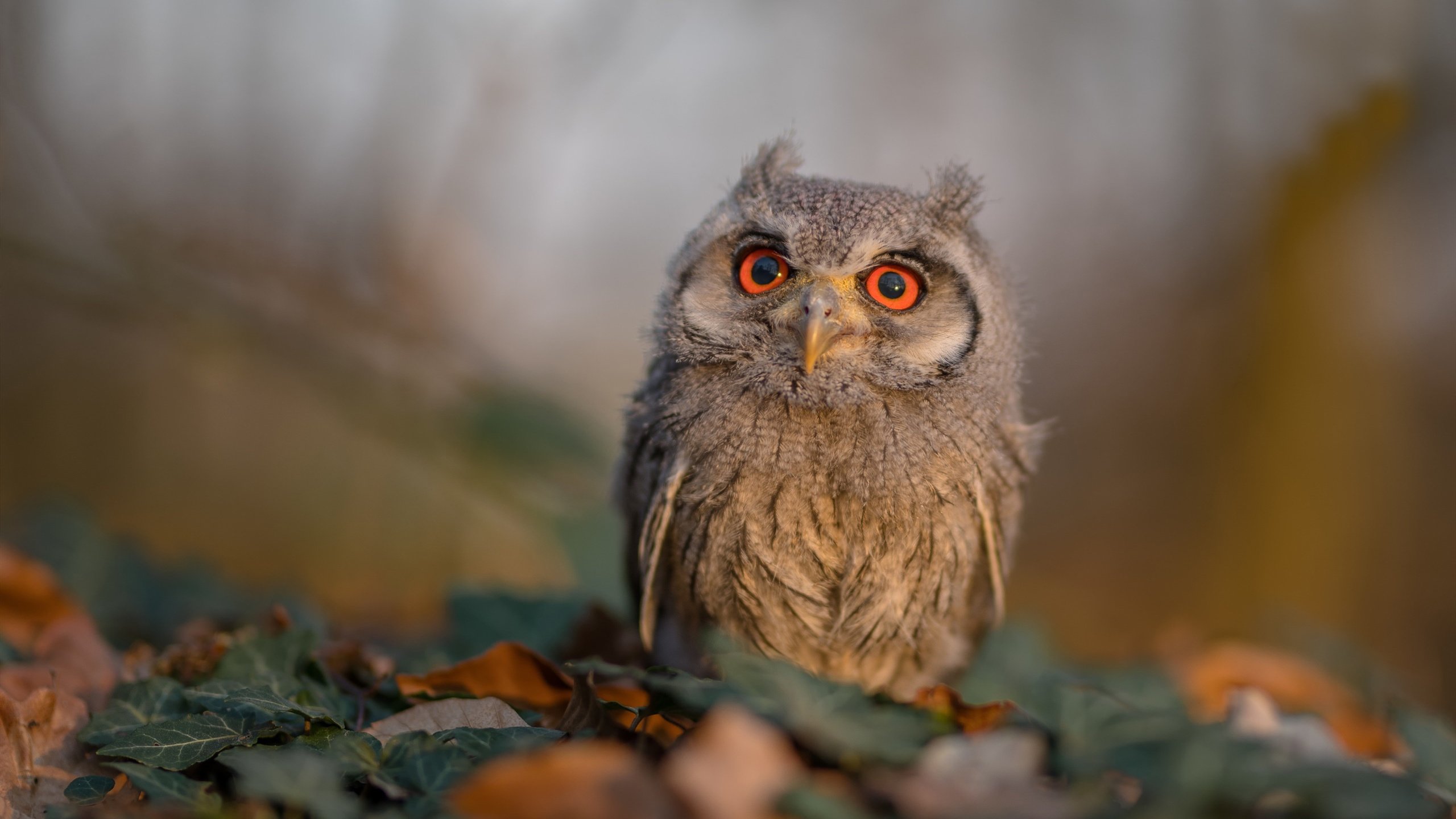 西班牙大胜斯洛伐克,成功晋级欧锦赛强,西班牙对斯洛伐克比赛