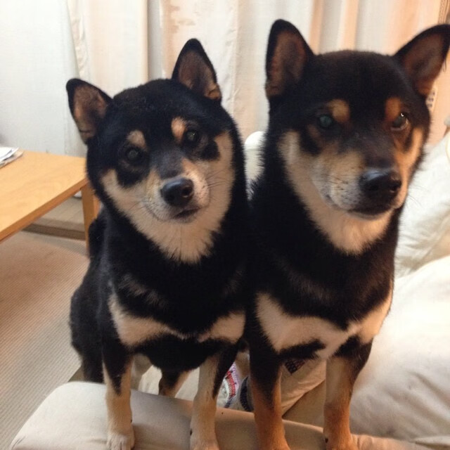 非洲篮球推广活动火热开展,非洲篮球国家锦标赛