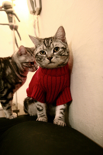 NBA联盟社交媒体策略及粉丝互动研究,nba交流