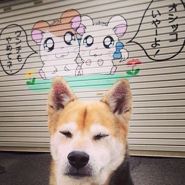 中国篮球联赛观众行为分析及营销策略,篮球比赛中观众的规则