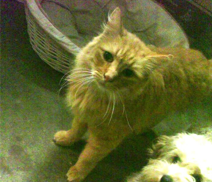 校园体育活动中学生自主性培养研究,体育自主锻炼项目