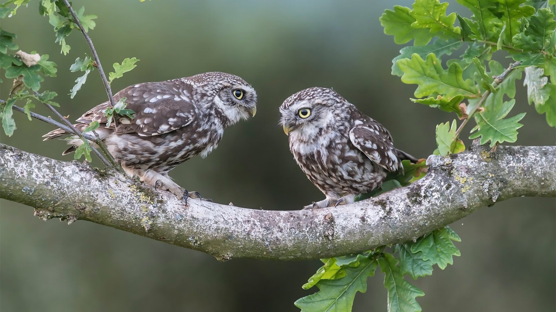 爱游戏综合娱乐-高校体育教学质量保障体系建设，高校体育教学改革