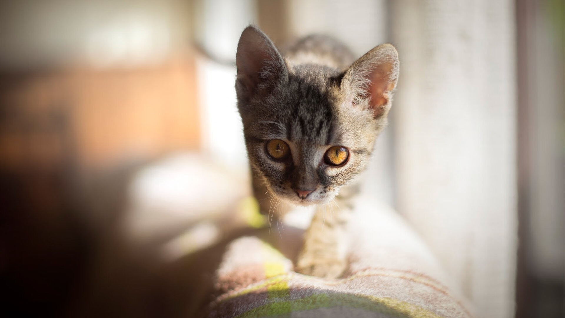 AYX官网-博卡青年高位逼抢未见成效，博卡青年10号都有谁