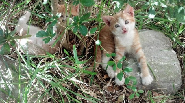 新赛季五大联赛伤病情况对战力的影响,五大联赛伤病名单