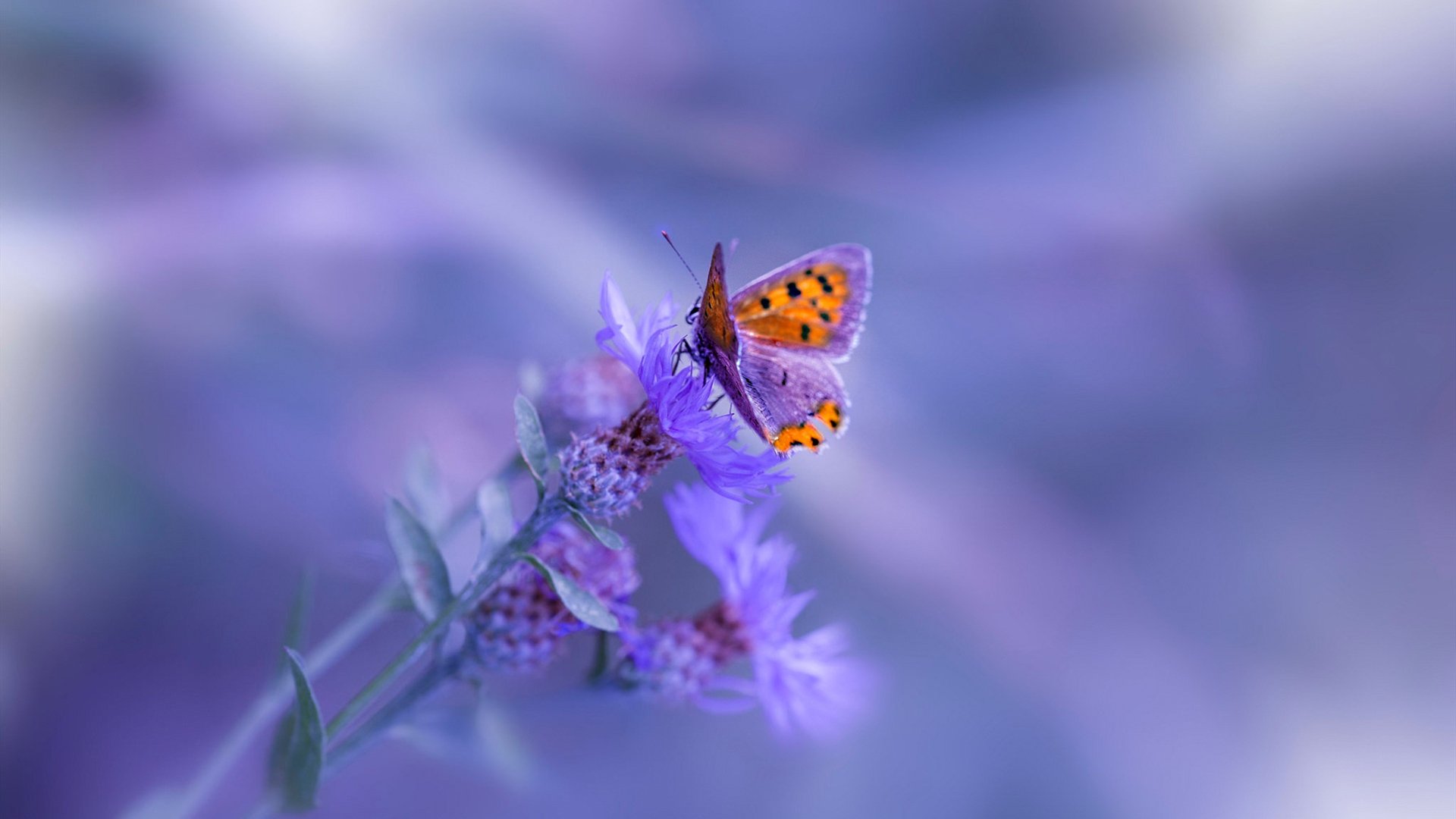 AIYOUXI.COM-国际足球界推动全年无休的青少年足球推广计划，青少年足球普及