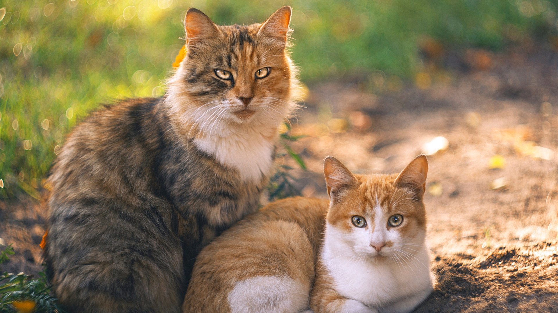 爱游戏体育平台-退役球星成立个人篮球学院致力培养草根球员走向职业赛场，篮球球星退役视频